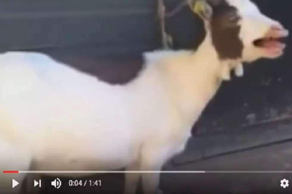 Funny Goats Screaming Like Humans