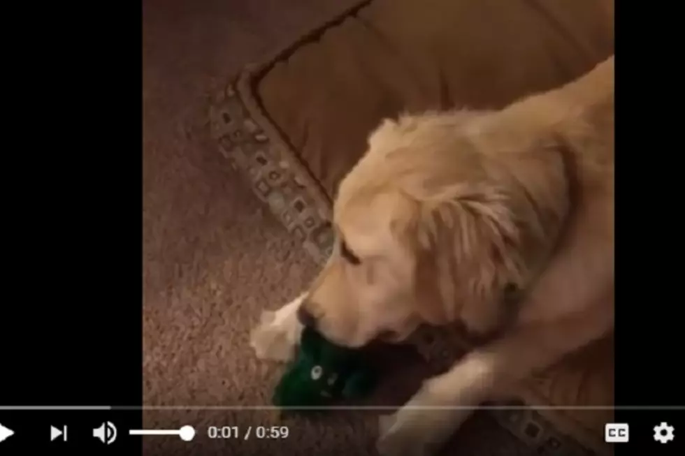 Sunday AWW! Guy Dresses Up To Surprise His Dog