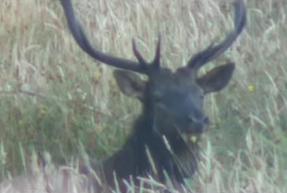 Have You Seen This Beast in Clinton County?