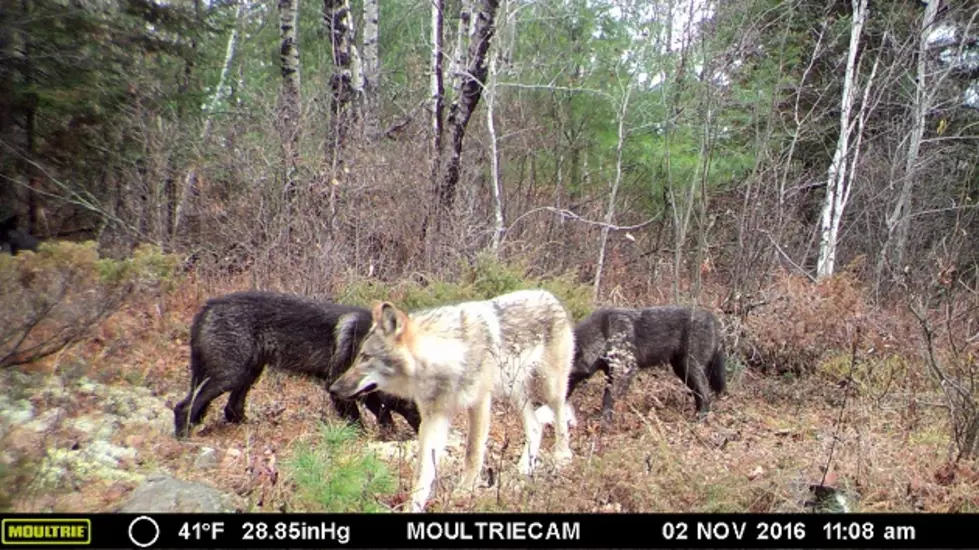 Should Wolf Hunting Be Allowed in Michigan?