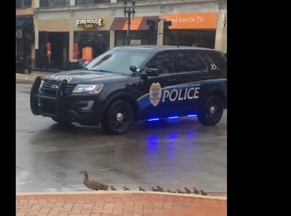Lansing Police Escort Mamma and Ducklings