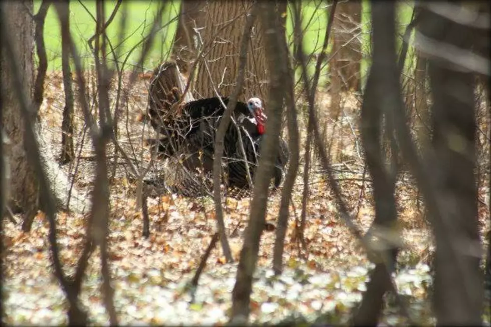 There’s Still Time For Turkey Hunting!