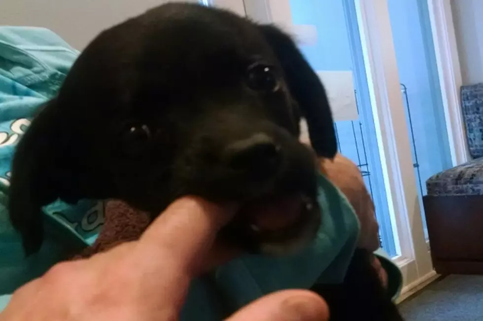 Patrick the Special Needs Pup Needs a Loving Home