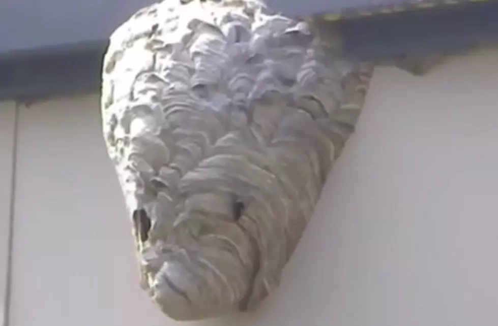 Michigan Man’s Bees Nest Removal Failed in Grand Fashion