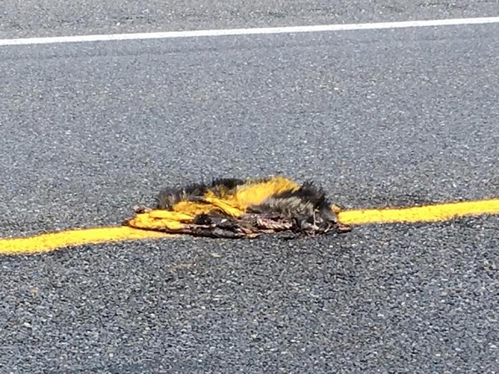 Does This M-44 Road Stripe Over Roadkill Offend You?