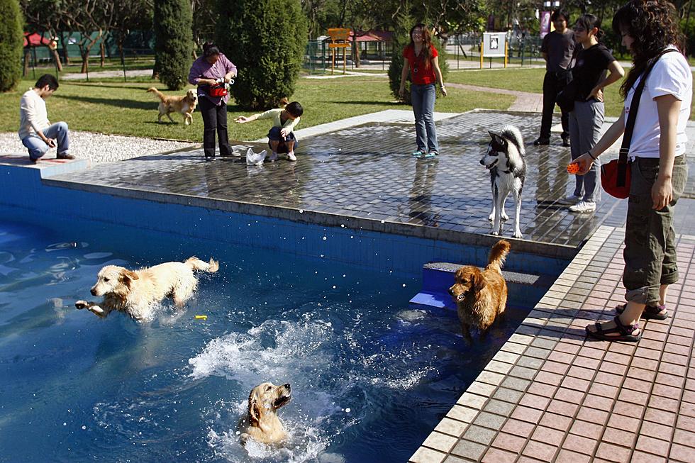 East Lansing Aquatic Center To Host Dog Party