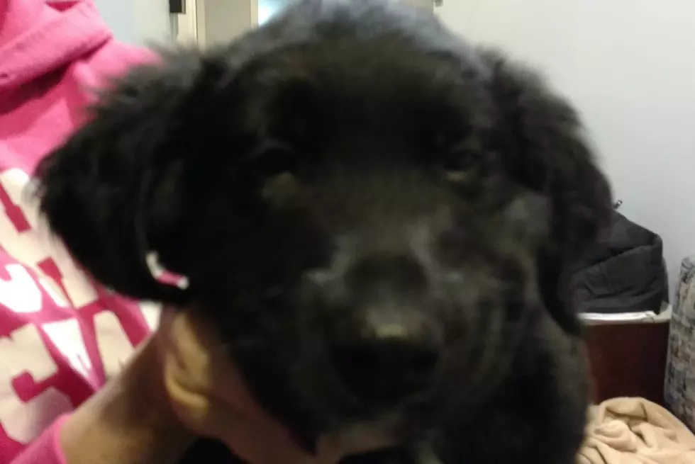 Onyx the Lansing Puppy Needs a Home (He&#8217;s Going to be a BIG Dog)