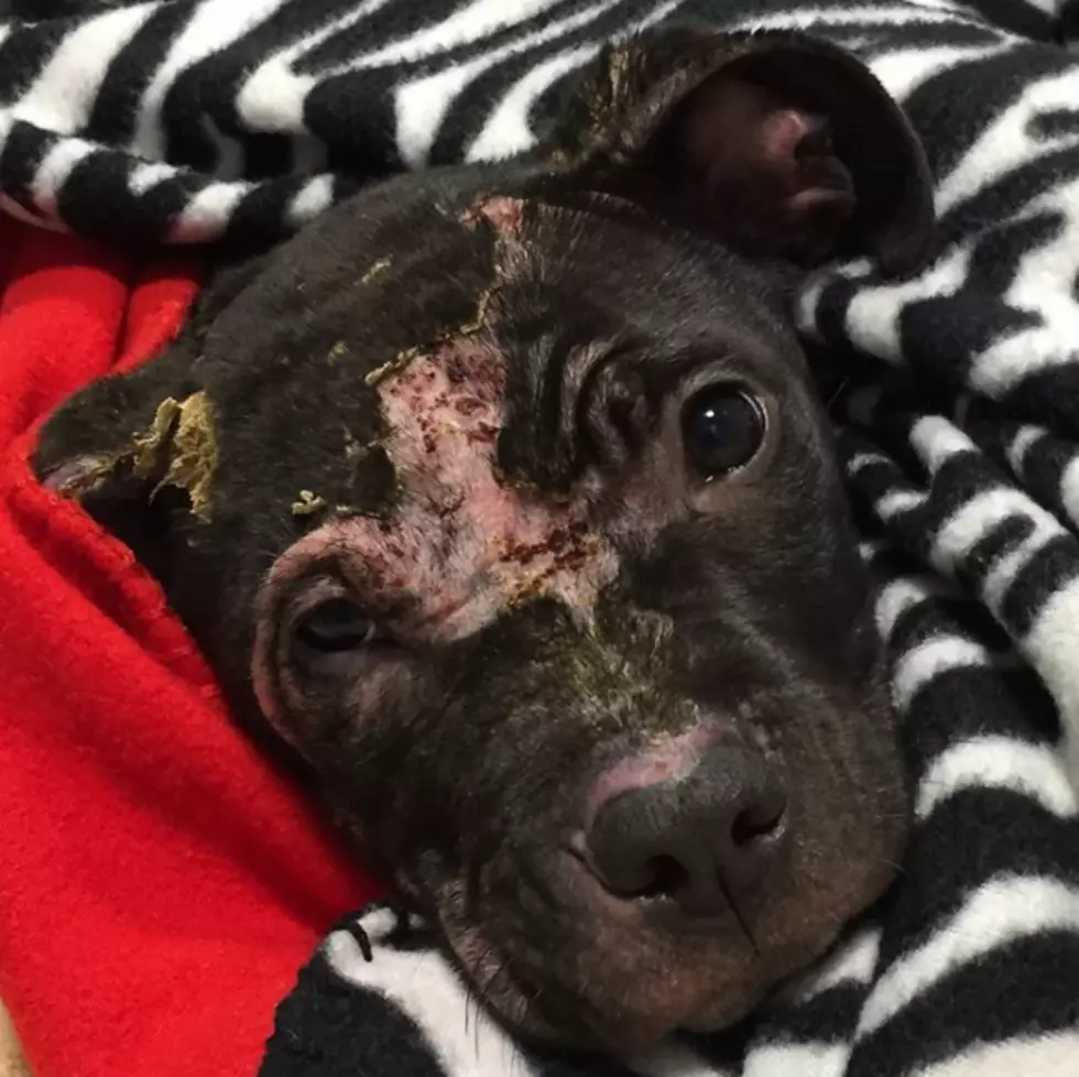 Reward Offered in Connection to Burned Puppy Found in Lansing