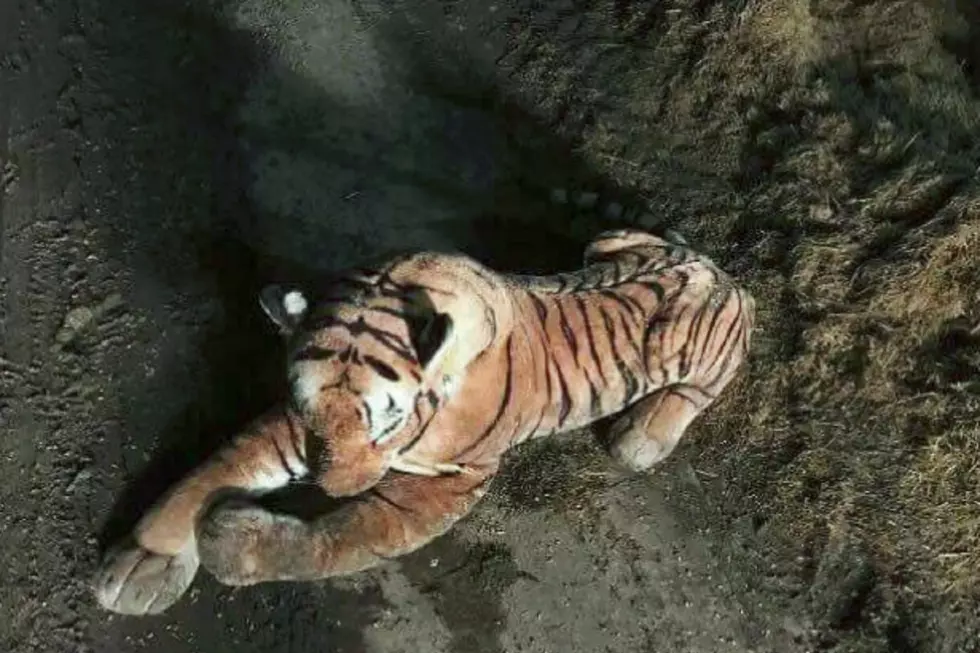 Scottish Police Have 45 Minute Standoff With Stuffed Animal Tiger
