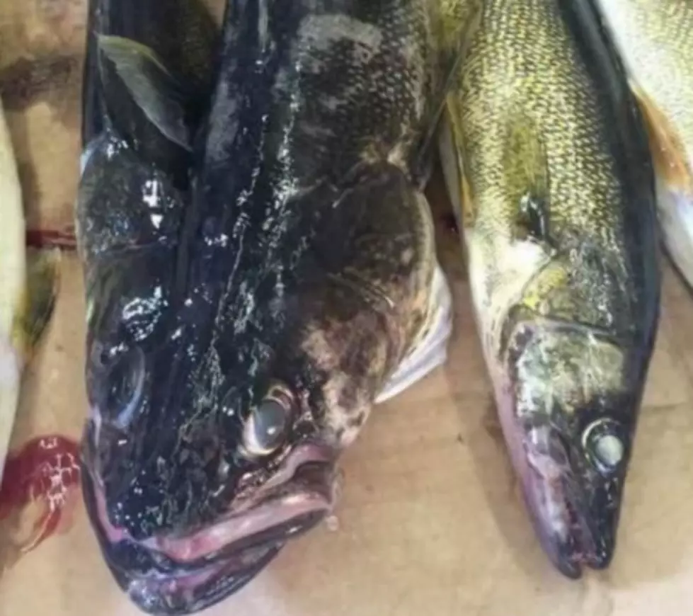 Real Deal Mutant Fished Out of Saginaw Bay &#8211; Or Trick of the Walleye?