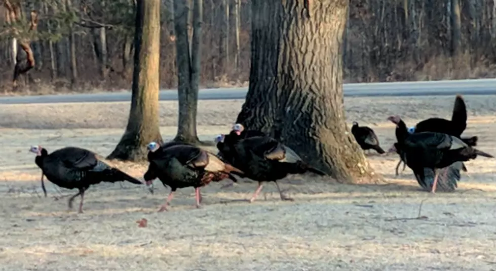 MI Spring Turkey Season Seems Like A Lifetime Away!
