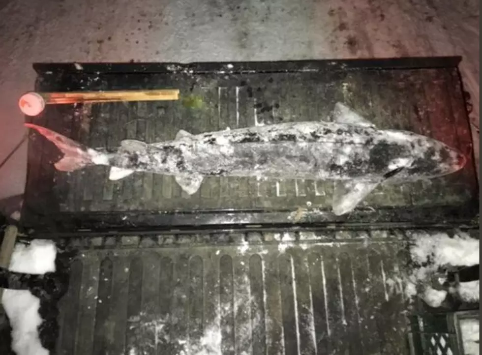 Sturgeon Poached Near Gaylord