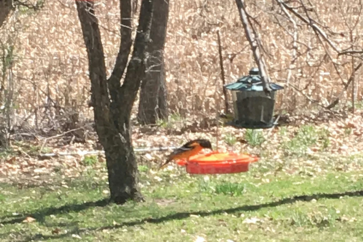 First Oriole EVER at the Pants Ranch