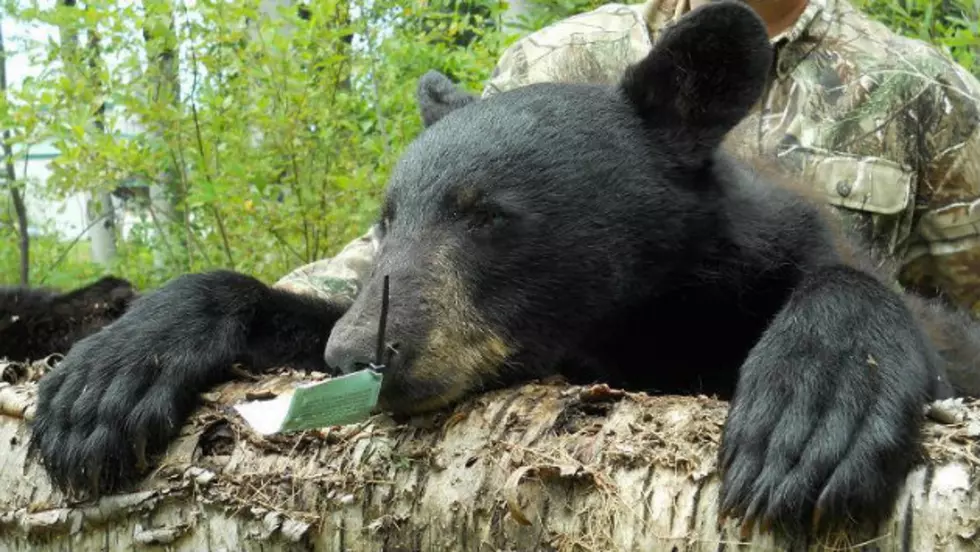 Learn Great Tactics For Hunting Bear In Michigan