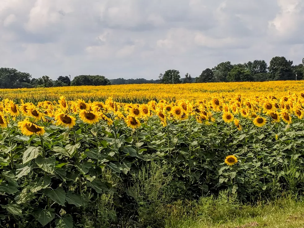 Fields Of Gold Shine Bright In Ingham County