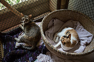 Jackson County Animal Shelter Suspends Cat Adoptions