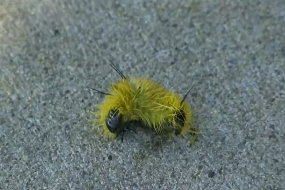 Poisonous Caterpillars on the Loose in Michigan