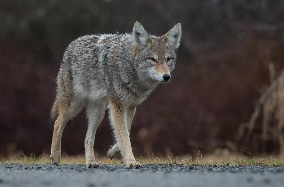Let&#8217;s Name The Coyote Found Roaming Jackson Walmart Parking Lot