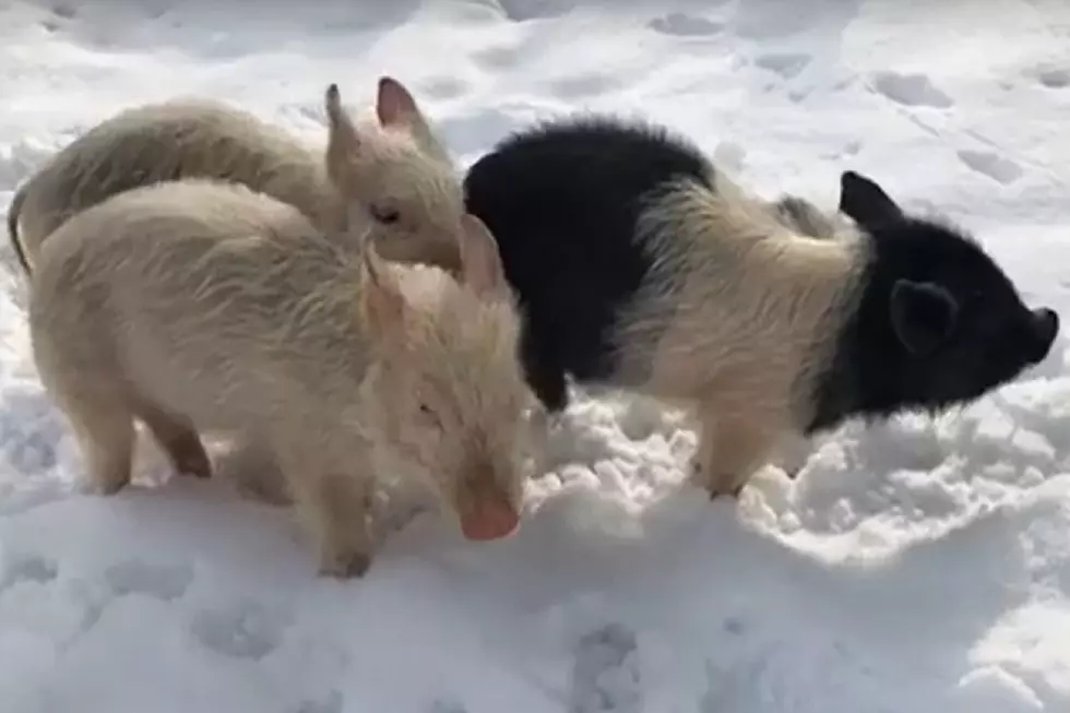 Michigan Humane Society Finds Home For The Three Little Pigs