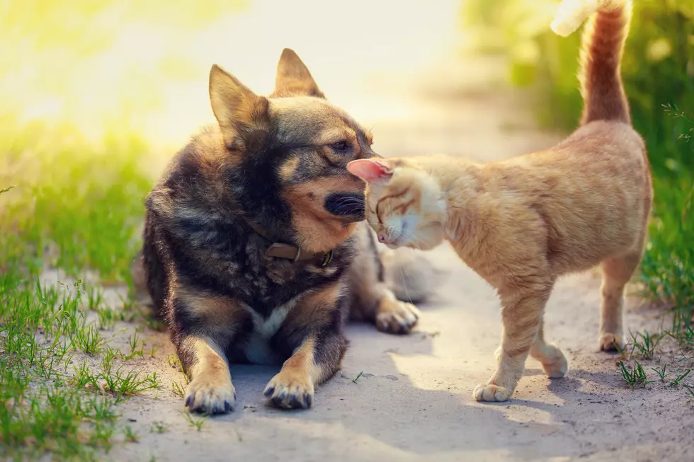 Michigan-Related Names For Your Pet