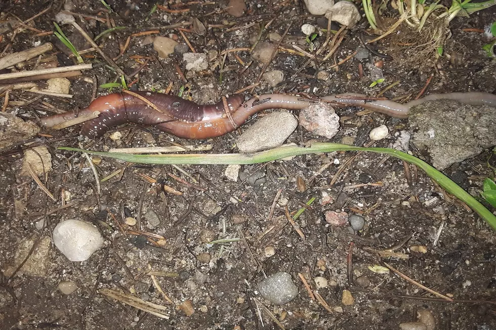 Nature Porn: Worms Banging One Out