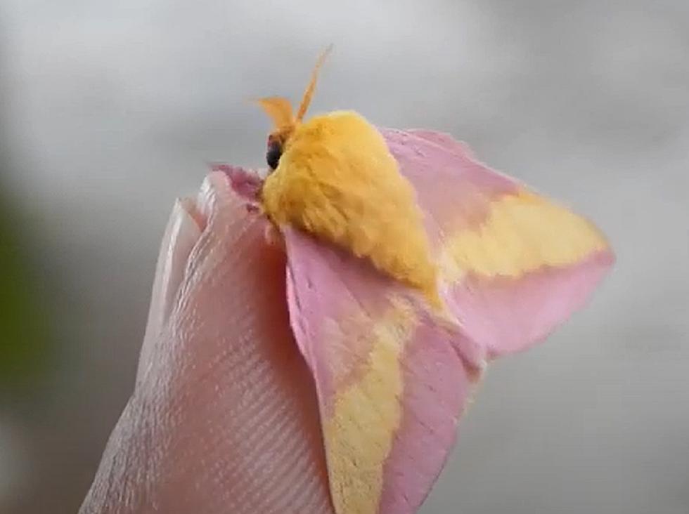 Moths That Are Actually Pretty And Found In Michigan