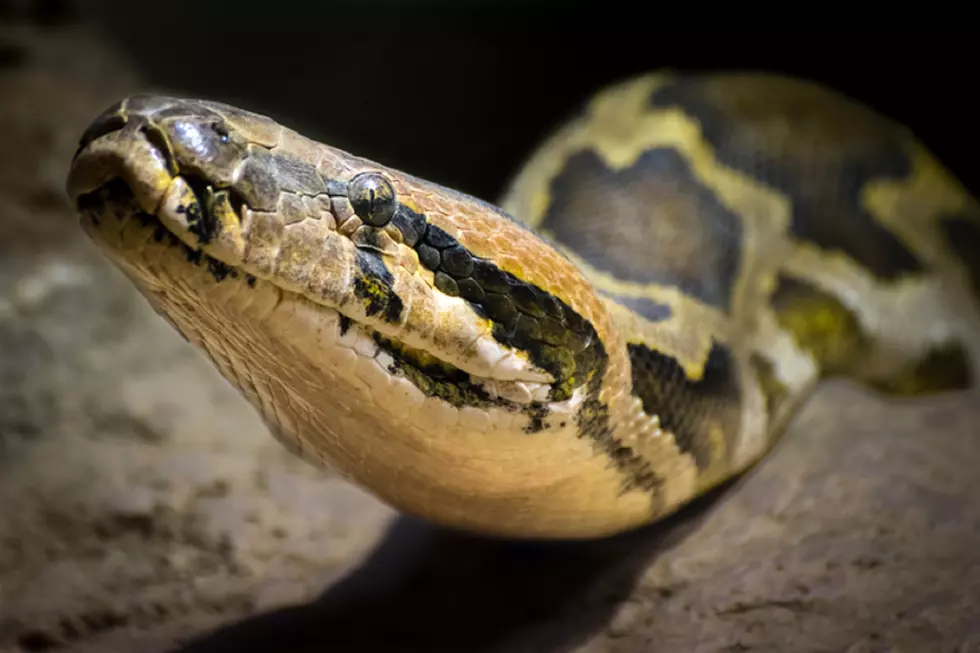 A Ginormous Python&#8217;s Journey Around Jackson