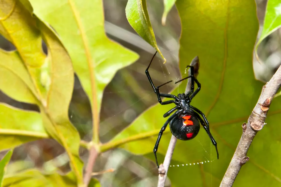 The Most Dangerous Critters in Michigan