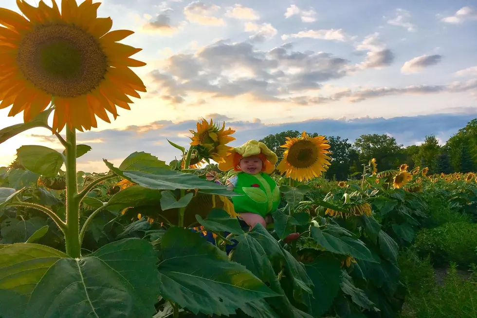 Where Are the Good Sunflower Fields in Michigan?