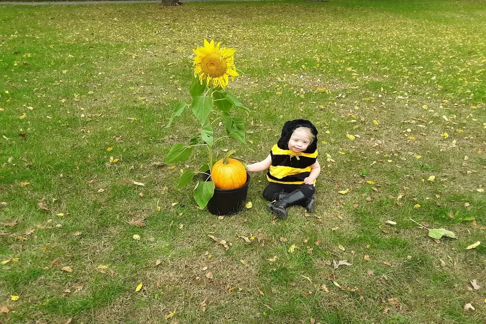 Gardening with Nugget: Final Year of the Bumblebee
