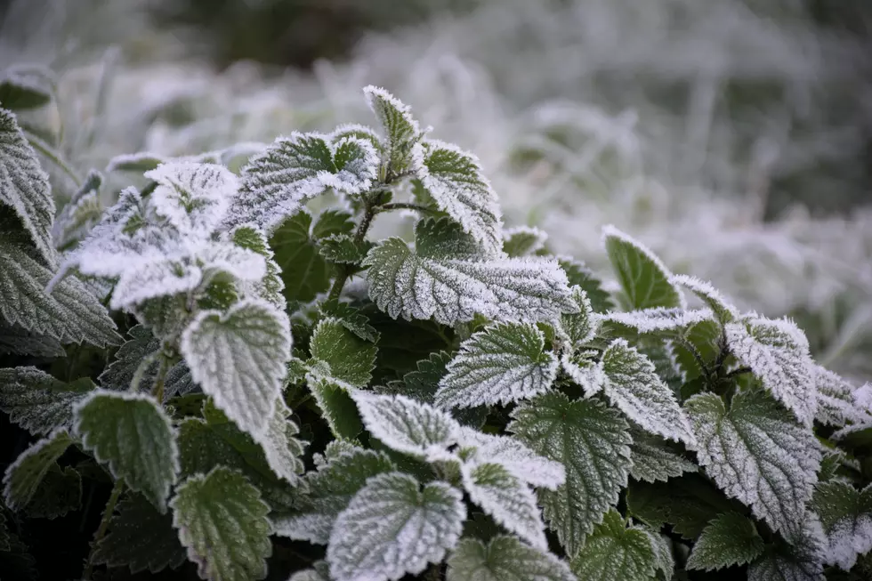 10 Tips To Prepare Your Plants For Winter