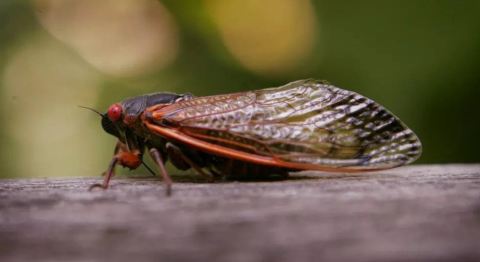 17-Year Cicadas Could Be Making Their Way To Michigan