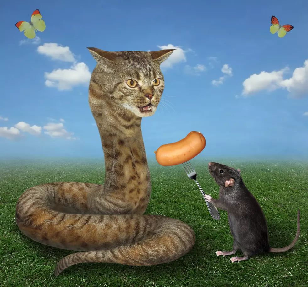 Largest, Rat Infested Cities In U.S. That Are Close To Lansing