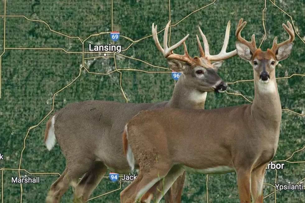 Avoid These Lansing Roads if You Don’t Want to Hit a Deer
