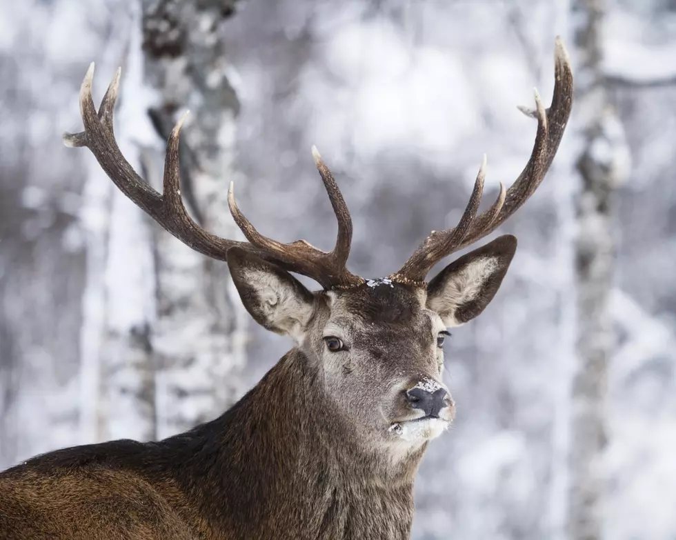 Amazing Reindeer Experiences Await You in Mid Michigan