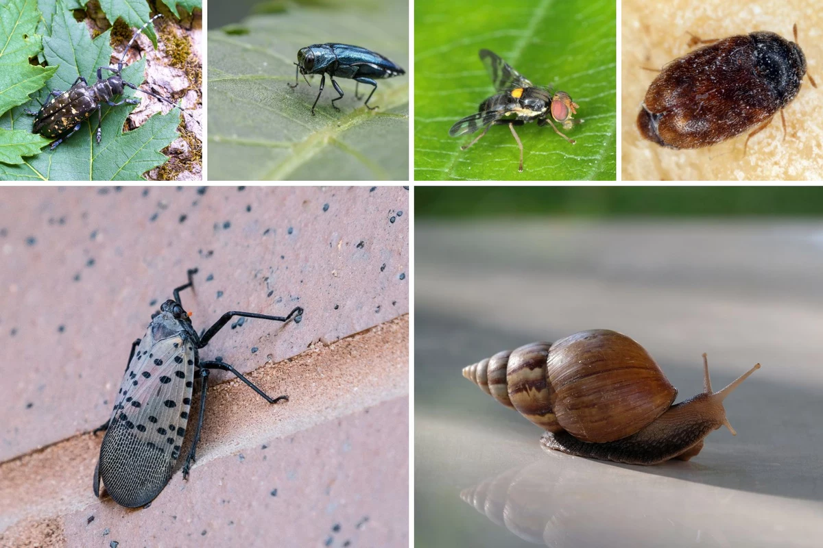 Load Insects Michigan Nature: 8 Insects to Kill Immediately in Michigan