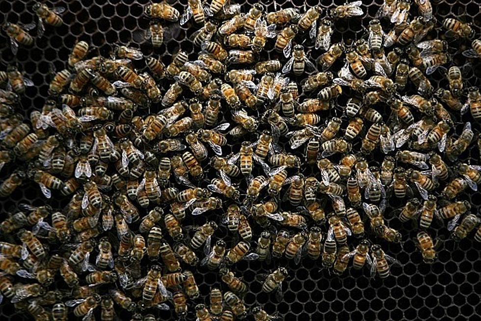 The Best, Safe Ways To Deal With Bees in Lansing