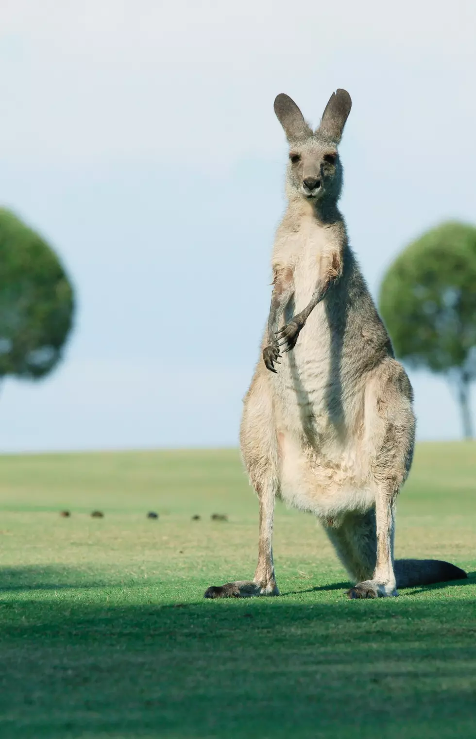 Is it Legal to Own Kangaroos in Michigan?