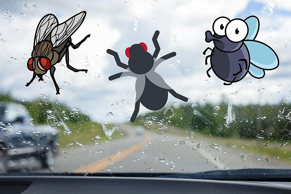 Why Big Bugs Love Your Windshield In Michigan!