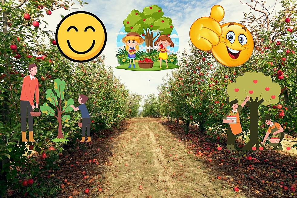 Useful: 8 Best Orchards For Apple Picking And Cider Near Lansing