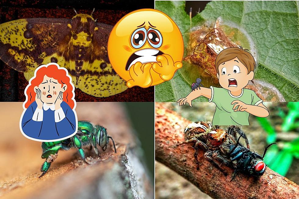 Don’t Freak Out When You See These Nine Bugs In Michigan