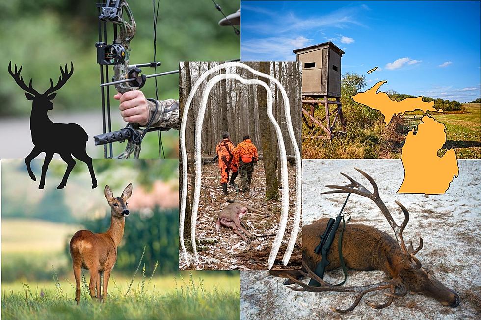 Love Hunting In Michigan? Know These Simple Laws Immediately