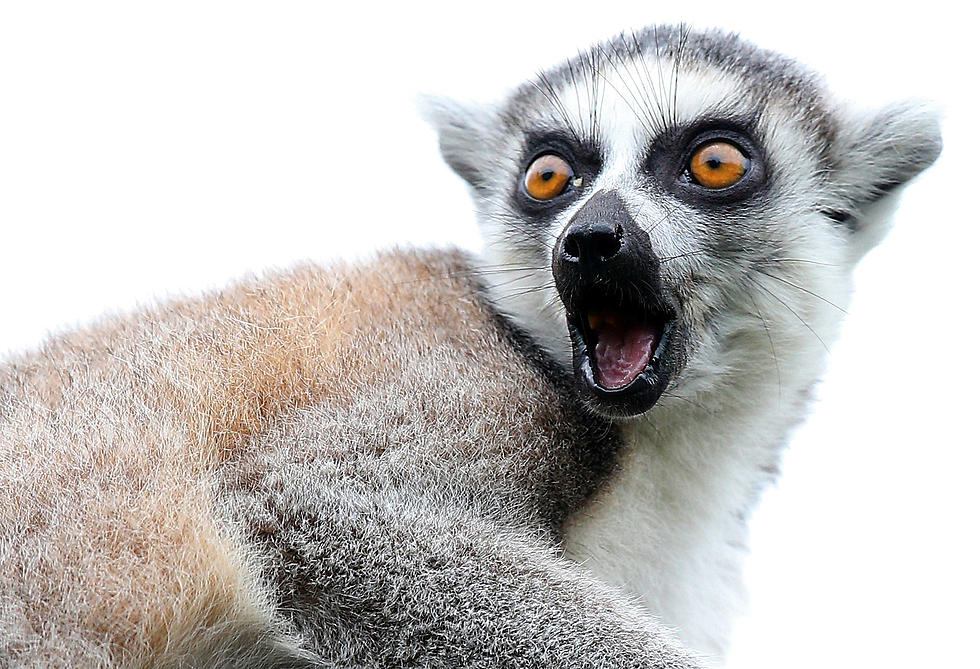Aardvarks, Lemurs, Coatimundi & More In Michigan…Oh My