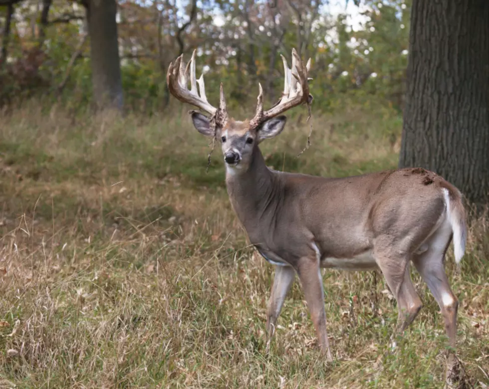 Virtual Buck Pole: Vote For Our Best Entries