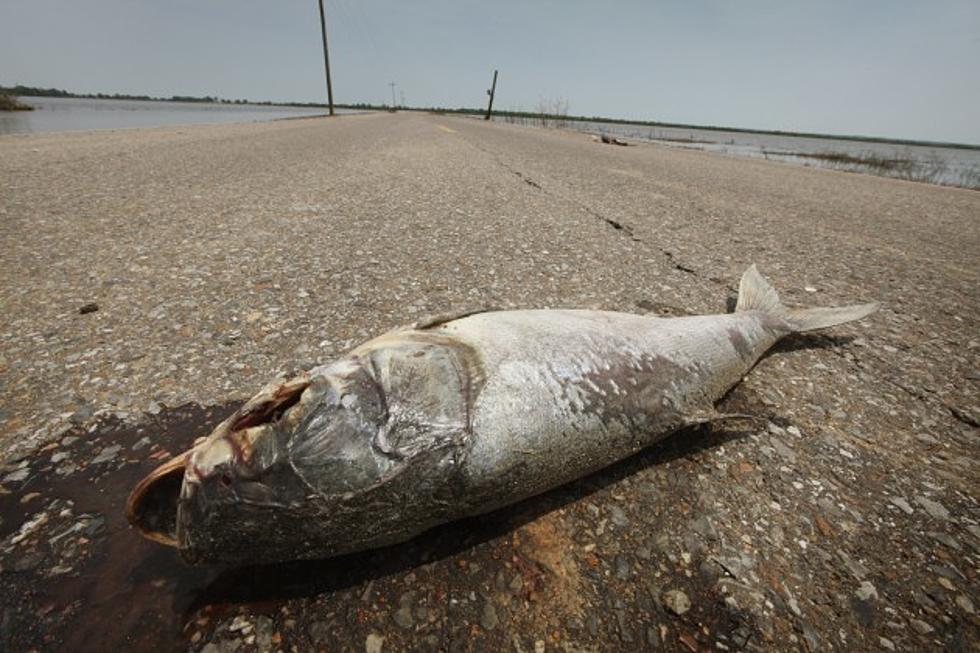 Officials Tell Residents To “Stop Eating Dead Fish Lying On The Side Of The Road”