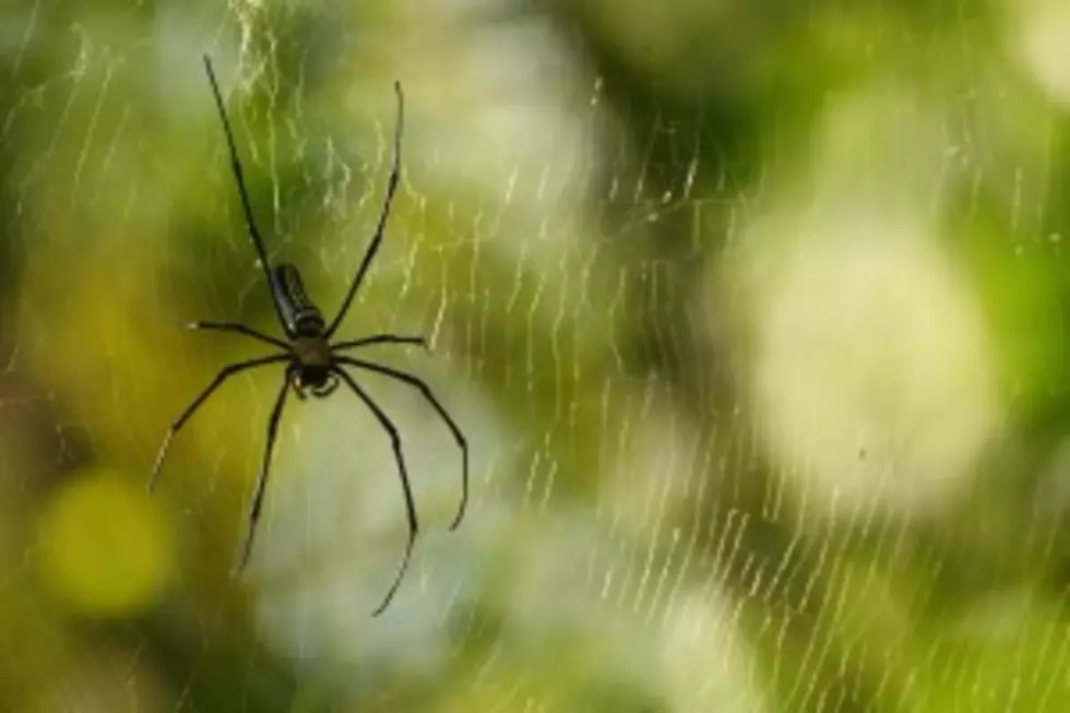 Hate Spiders? Buy A Ford