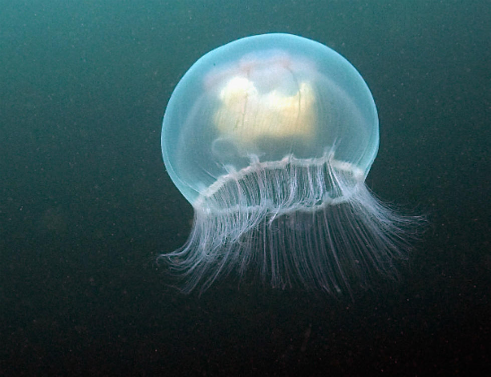 Jellyfish? in my michigan lake?