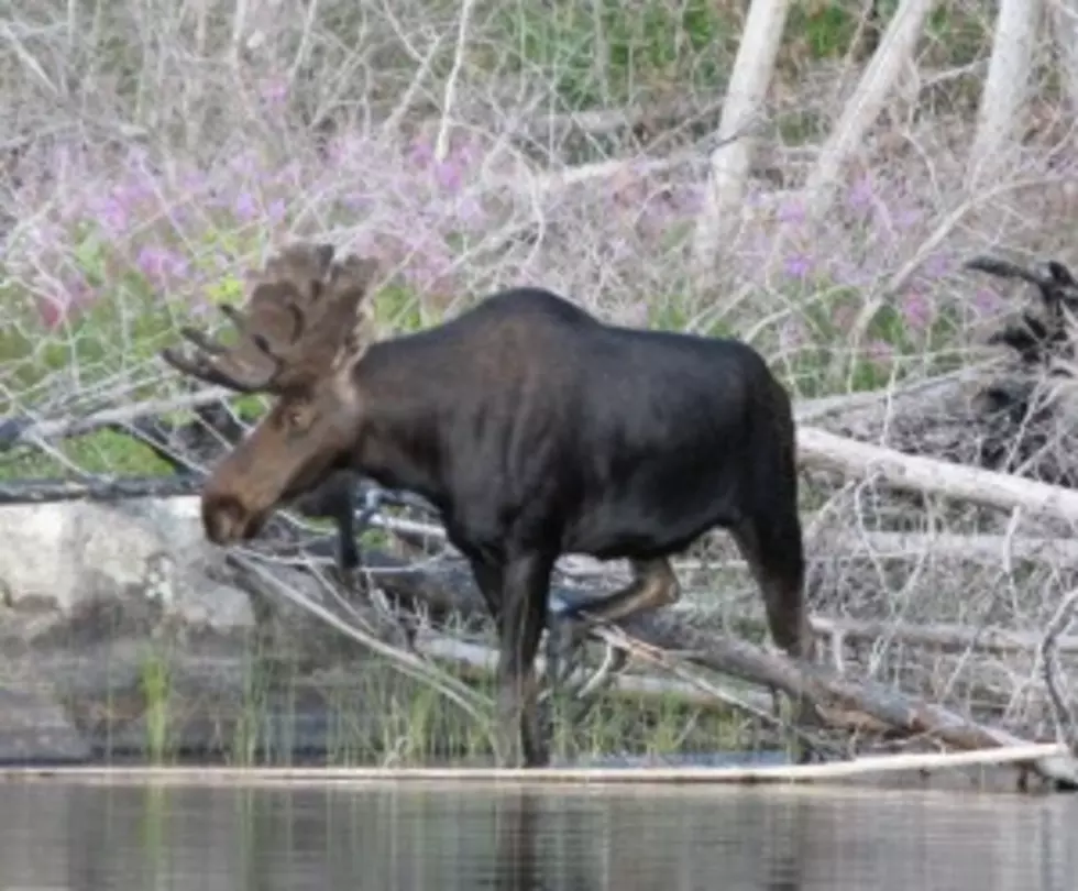 Going Up North? Watch Out For Michigan Moose