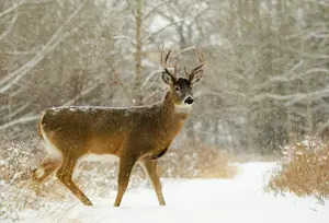 Michigan Woman Says She Was Attacked By Injured Buck