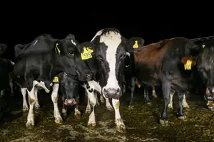 Why Michigan Dairy Farmers Will Have to Get Up Earlier &#8211; or Stay Up Later
